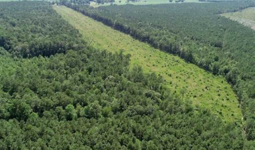 Photo of SOLD!!  23 Acres Hunting and Timber Land For Sale in Perquimans County NC!