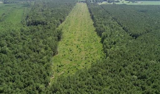 Photo of SOLD!!  23 Acres Hunting and Timber Land For Sale in Perquimans County NC!