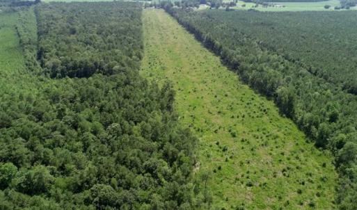 Photo of SOLD!!  23 Acres Hunting and Timber Land For Sale in Perquimans County NC!