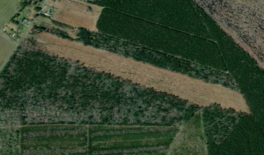 Photo of SOLD!!  23 Acres Hunting and Timber Land For Sale in Perquimans County NC!