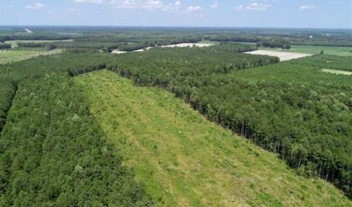 Photo of SOLD!!  23 Acres Hunting and Timber Land For Sale in Perquimans County NC!