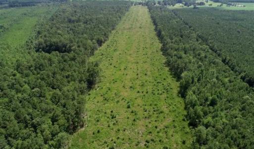Photo of SOLD!!  23 Acres Hunting and Timber Land For Sale in Perquimans County NC!