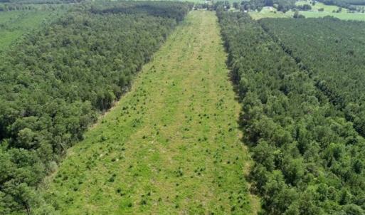 Photo of SOLD!!  23 Acres Hunting and Timber Land For Sale in Perquimans County NC!