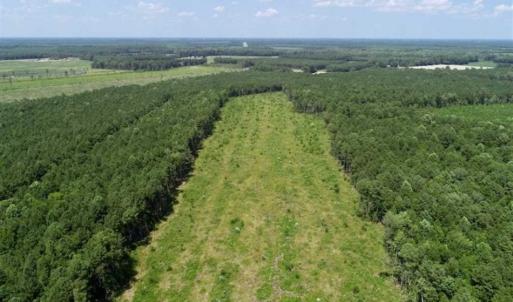 Photo of SOLD!!  23 Acres Hunting and Timber Land For Sale in Perquimans County NC!