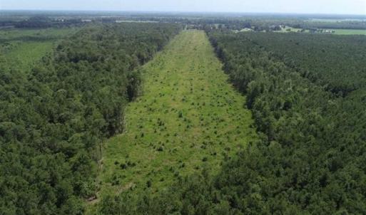 Photo of SOLD!!  23 Acres Hunting and Timber Land For Sale in Perquimans County NC!
