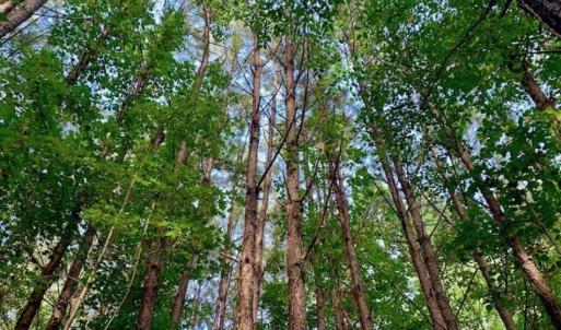 Photo of SOLD!!  65.24 Acres of Timber and Hunting Land For Sale in Nash County NC!
