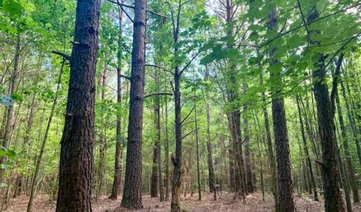 Photo of SOLD!!  65.24 Acres of Timber and Hunting Land For Sale in Nash County NC!