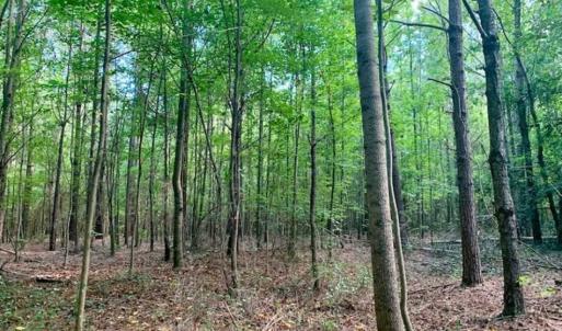 Photo of SOLD!!  65.24 Acres of Timber and Hunting Land For Sale in Nash County NC!