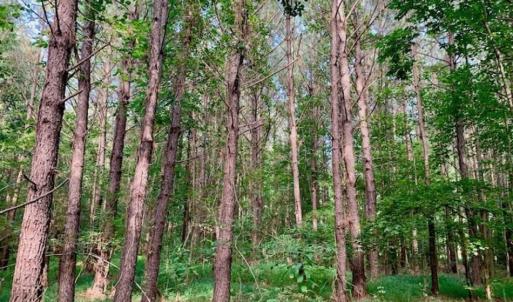 Photo of SOLD!!  65.24 Acres of Timber and Hunting Land For Sale in Nash County NC!