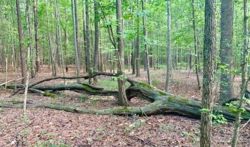 Photo of SOLD!!  65.24 Acres of Timber and Hunting Land For Sale in Nash County NC!