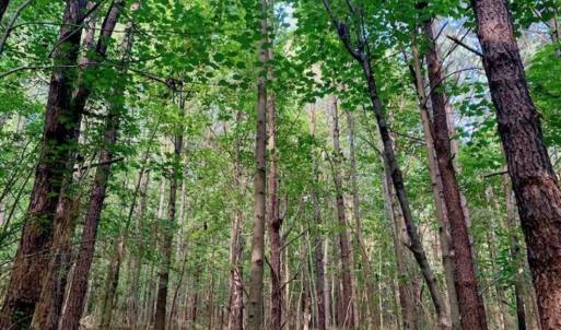 Photo of SOLD!!  65.24 Acres of Timber and Hunting Land For Sale in Nash County NC!