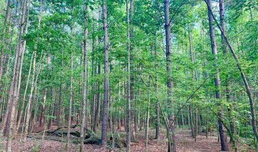 Photo of SOLD!!  65.24 Acres of Timber and Hunting Land For Sale in Nash County NC!