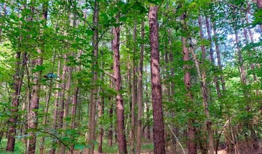 Photo of SOLD!!  65.24 Acres of Timber and Hunting Land For Sale in Nash County NC!