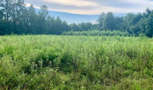Photo of SOLD!!  65.24 Acres of Timber and Hunting Land For Sale in Nash County NC!