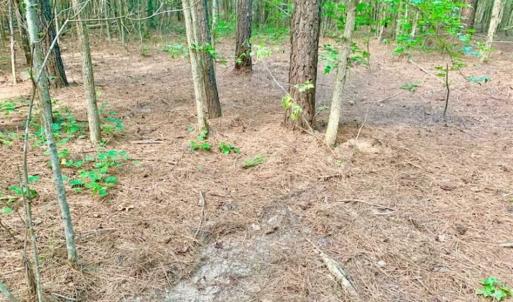 Photo of SOLD!!  65.24 Acres of Timber and Hunting Land For Sale in Nash County NC!
