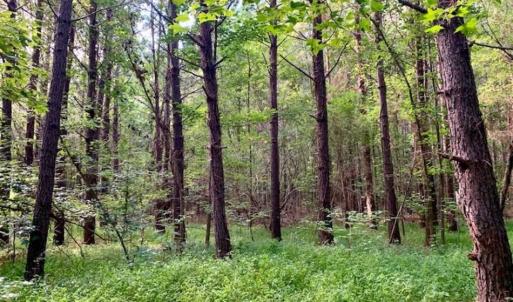 Photo of SOLD!!  65.24 Acres of Timber and Hunting Land For Sale in Nash County NC!