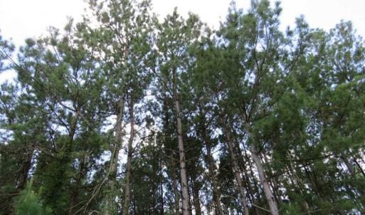 Photo of 98.03 Acres of Hunting and Timber Land for Sale in Horry County SC!
