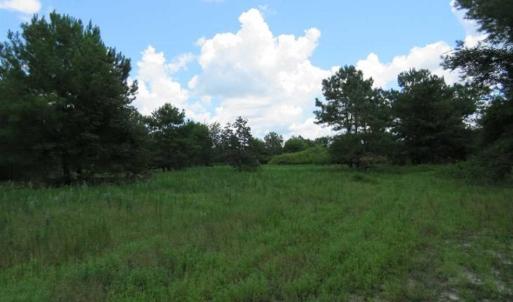 Photo of 98.03 Acres of Hunting and Timber Land for Sale in Horry County SC!