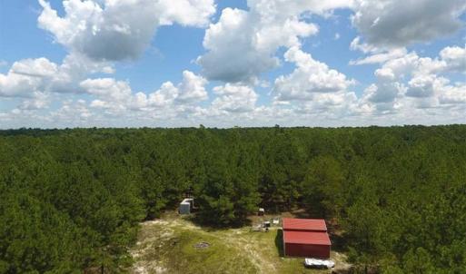 Photo of 98.03 Acres of Hunting and Timber Land for Sale in Horry County SC!