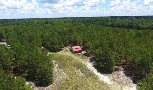 Photo of 98.03 Acres of Hunting and Timber Land for Sale in Horry County SC!