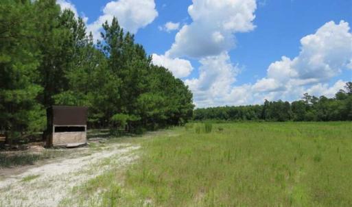 Photo of 98.03 Acres of Hunting and Timber Land for Sale in Horry County SC!
