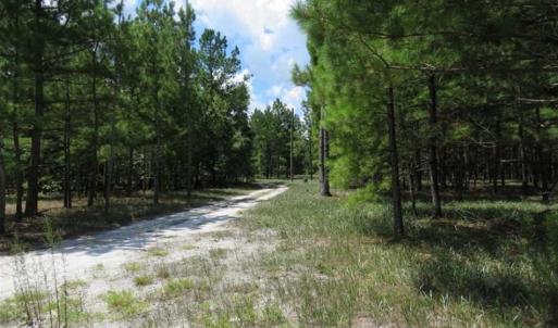 Photo of 98.03 Acres of Hunting and Timber Land for Sale in Horry County SC!