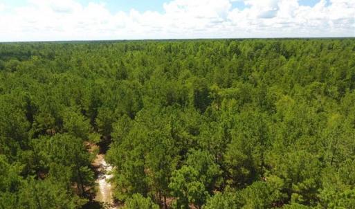 Photo of 98.03 Acres of Hunting and Timber Land for Sale in Horry County SC!