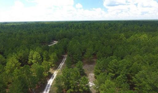 Photo of 98.03 Acres of Hunting and Timber Land for Sale in Horry County SC!
