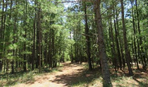 Photo of 98.03 Acres of Hunting and Timber Land for Sale in Horry County SC!