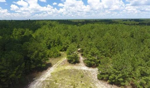 Photo of 98.03 Acres of Hunting and Timber Land for Sale in Horry County SC!