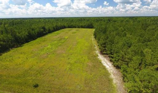 Photo of 98.03 Acres of Hunting and Timber Land for Sale in Horry County SC!