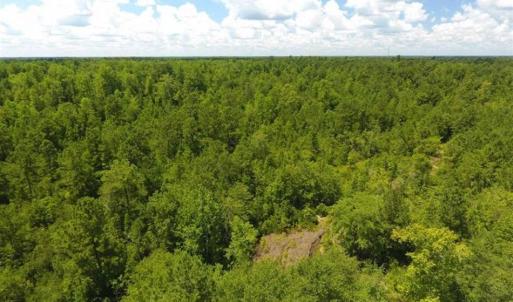 Photo of 98.03 Acres of Hunting and Timber Land for Sale in Horry County SC!