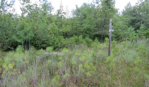 Photo of 98.03 Acres of Hunting and Timber Land for Sale in Horry County SC!