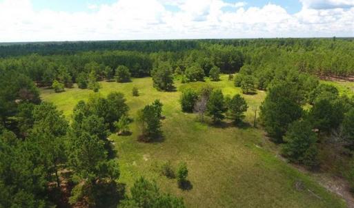 Photo of 98.03 Acres of Hunting and Timber Land for Sale in Horry County SC!
