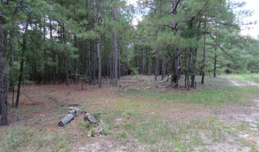 Photo of 98.03 Acres of Hunting and Timber Land for Sale in Horry County SC!