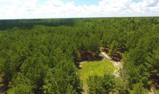 Photo of 98.03 Acres of Hunting and Timber Land for Sale in Horry County SC!