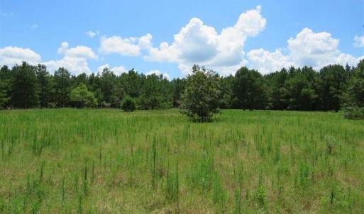 Photo of 98.03 Acres of Hunting and Timber Land for Sale in Horry County SC!