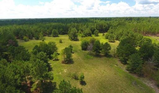 Photo of 98.03 Acres of Hunting and Timber Land for Sale in Horry County SC!