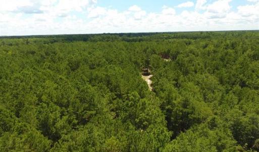 Photo of 98.03 Acres of Hunting and Timber Land for Sale in Horry County SC!