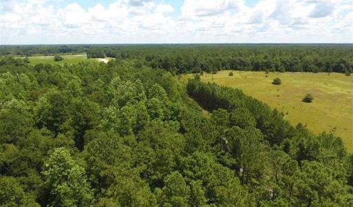 Photo of 98.03 Acres of Hunting and Timber Land for Sale in Horry County SC!