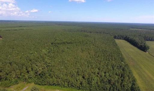 Photo of SOLD!!  38.74 Acres of Hunting and Timber Land For Sale in Brunswick County NC!
