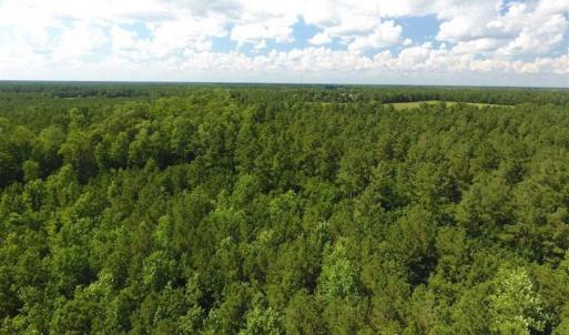 Photo of SOLD!!  38.74 Acres of Hunting and Timber Land For Sale in Brunswick County NC!
