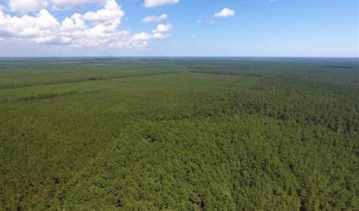 Photo of SOLD!!  38.74 Acres of Hunting and Timber Land For Sale in Brunswick County NC!