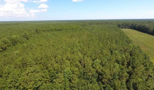 Photo of SOLD!!  38.74 Acres of Hunting and Timber Land For Sale in Brunswick County NC!