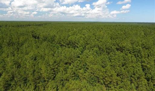 Photo of SOLD!!  38.74 Acres of Hunting and Timber Land For Sale in Brunswick County NC!