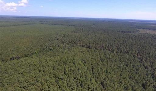 Photo of SOLD!!  38.74 Acres of Hunting and Timber Land For Sale in Brunswick County NC!