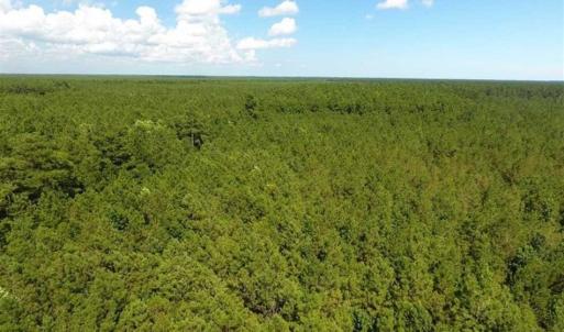 Photo of SOLD!!  38.74 Acres of Hunting and Timber Land For Sale in Brunswick County NC!