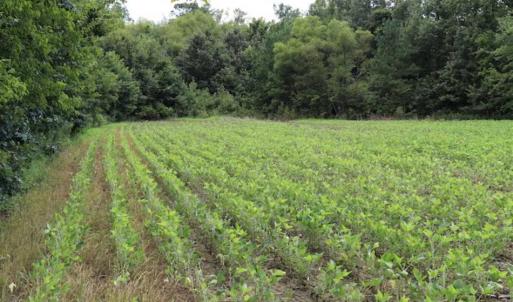 Photo of SOLD!!  13.67 Acres of Timber and Recreational Land For Sale in Cumberland County NC!