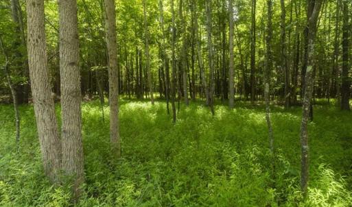 Photo of SOLD!!  10.01 Acre Homesite For Sale in Orange County NC!