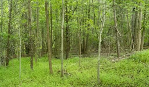 Photo of SOLD!!  10.01 Acre Homesite For Sale in Orange County NC!